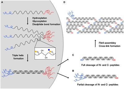 Mini review on collagens in normal skin and pathological scars: current understanding and future perspective